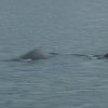 Humback Wal mit jungem