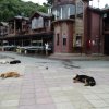 Hundeleben in Puerto Montt