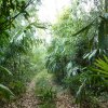 Dschungelspaziergang