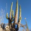 Kaktus und Chrige