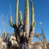 Kaktus und Weggu