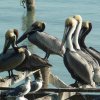 mehr Pelikane