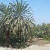 Palmenoase in der Wüste