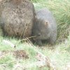 junger Wombat