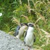 Pinguine am Jackson Bay
