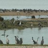 Vogelkolonie am Miranda Bay