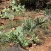 Kaktus im Zion